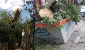 arbol