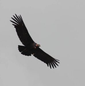 condor