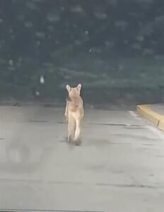 puma