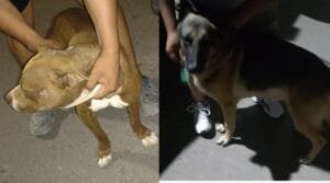 PERROS ROBADOS