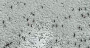 ANMAT prohibió un repelente de mosquitos