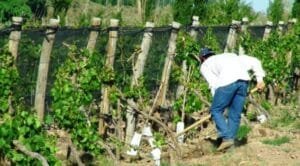 trabajador