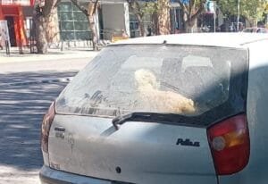 Perro0