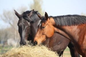 caballos