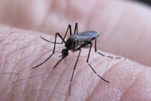 dengue