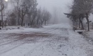 nievee tyan