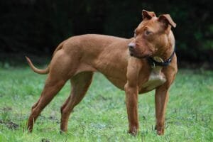 000_American_Pit_Bull_Terrier