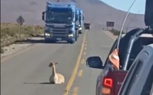GUANACO