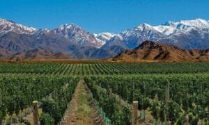 casa-de-uco-vineyards