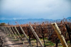 mendoza 1