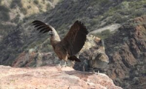 condor1