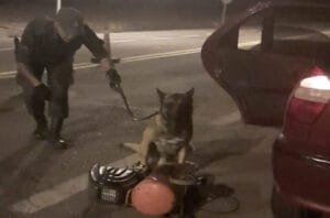 procedimiento-de-gn-con-perro-en-el-sosneado-1-759x500