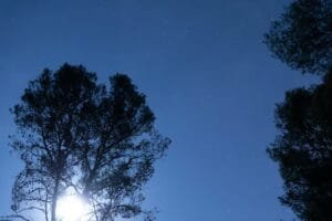 tiro-angulo-bosque-cielo-estrellado_23-2148282353