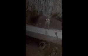 video puma