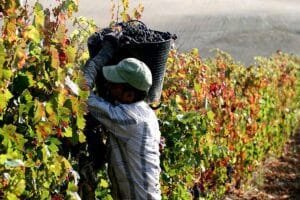 Vina-Trabajador-3