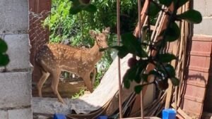 bambi1