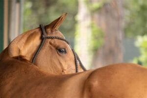 caballo