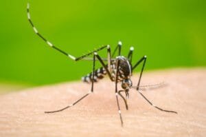 dengue2
