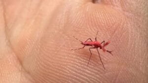 mosquito rojo