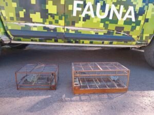 fauna