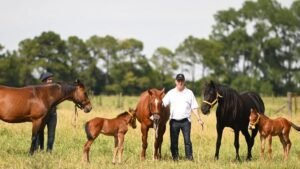 CABALLOS