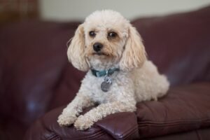 caniche