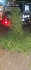 marihuana las herras