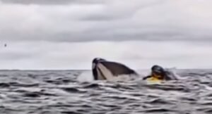 ballena