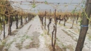 granizo endoza