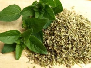 oregano3