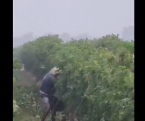 trabajadores de la vid