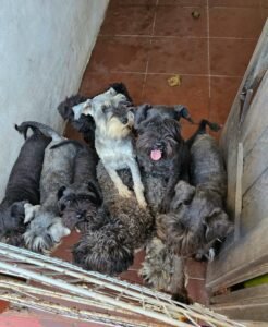 criadero de perros