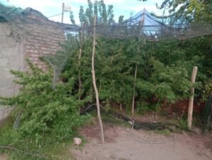 plantas de marihuana