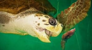 tortugo jorge2