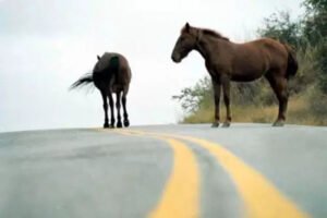 caballos en la ruta