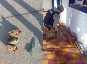 caza ilegal y más