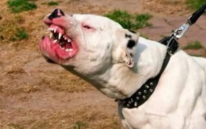perro-pitbull
