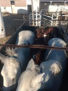 caballos robadosss