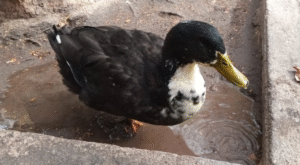 pato juan3