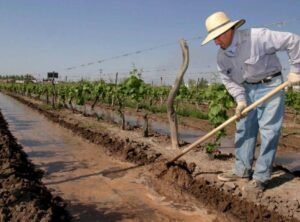 Agricultor-1-700x517-1-1