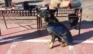 Perro-policia