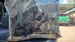 Tráfico de aves