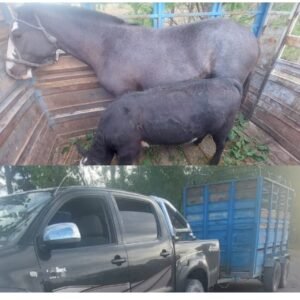 caballos robadossssss