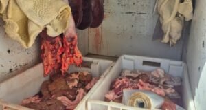 carne no apta para el consumo
