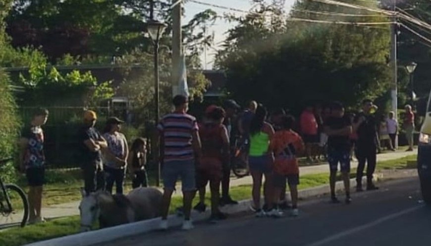 El animal sufrió una lesión en su extremidad posterior.