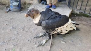 condor-andino-aparecio-casa-tunuyan-03-11-25-01
