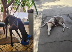 galgos
