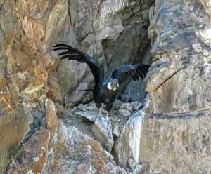 Condor
