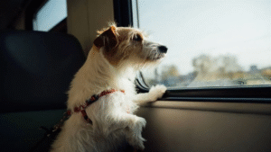 tren-perro