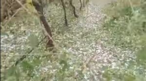 GRANIZO 2